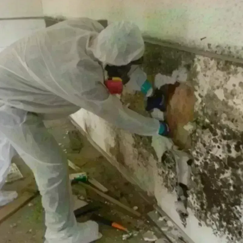 Mold Remediation and Removal in Spring Ridge, MD